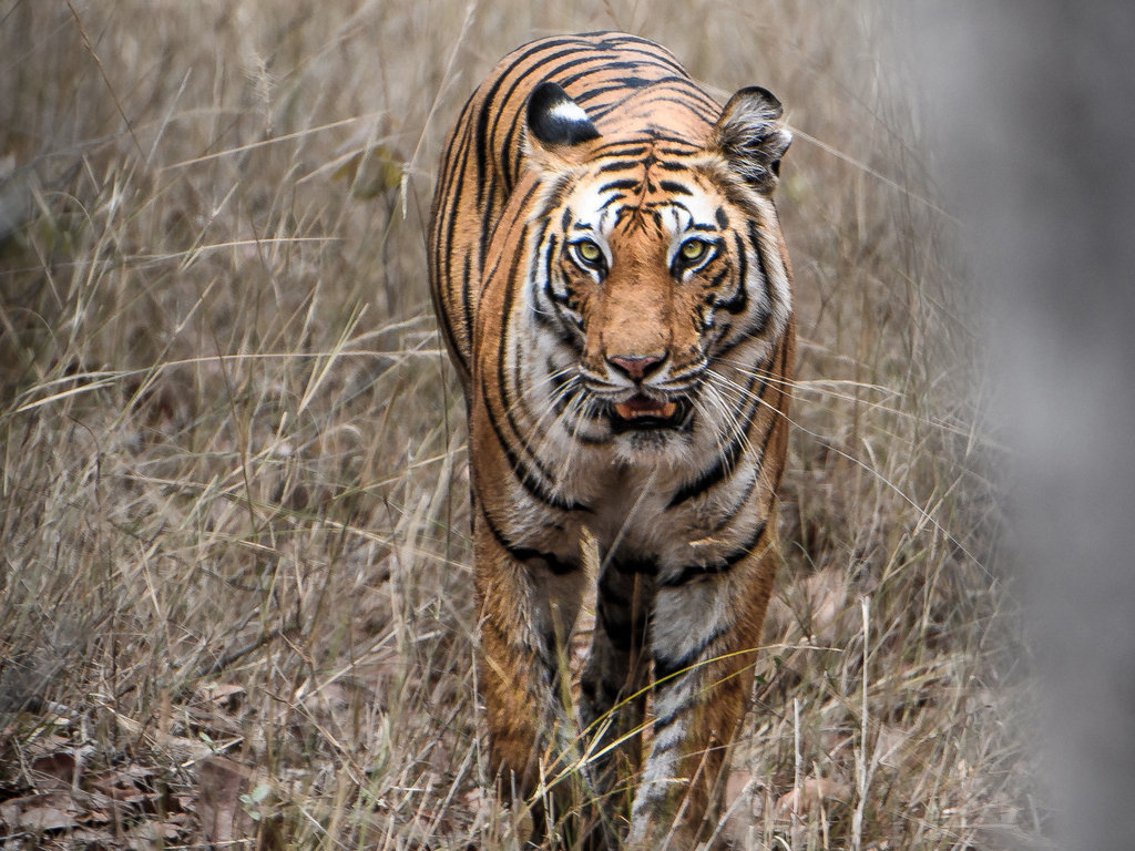 Taj Mahal and the Treasures of India
